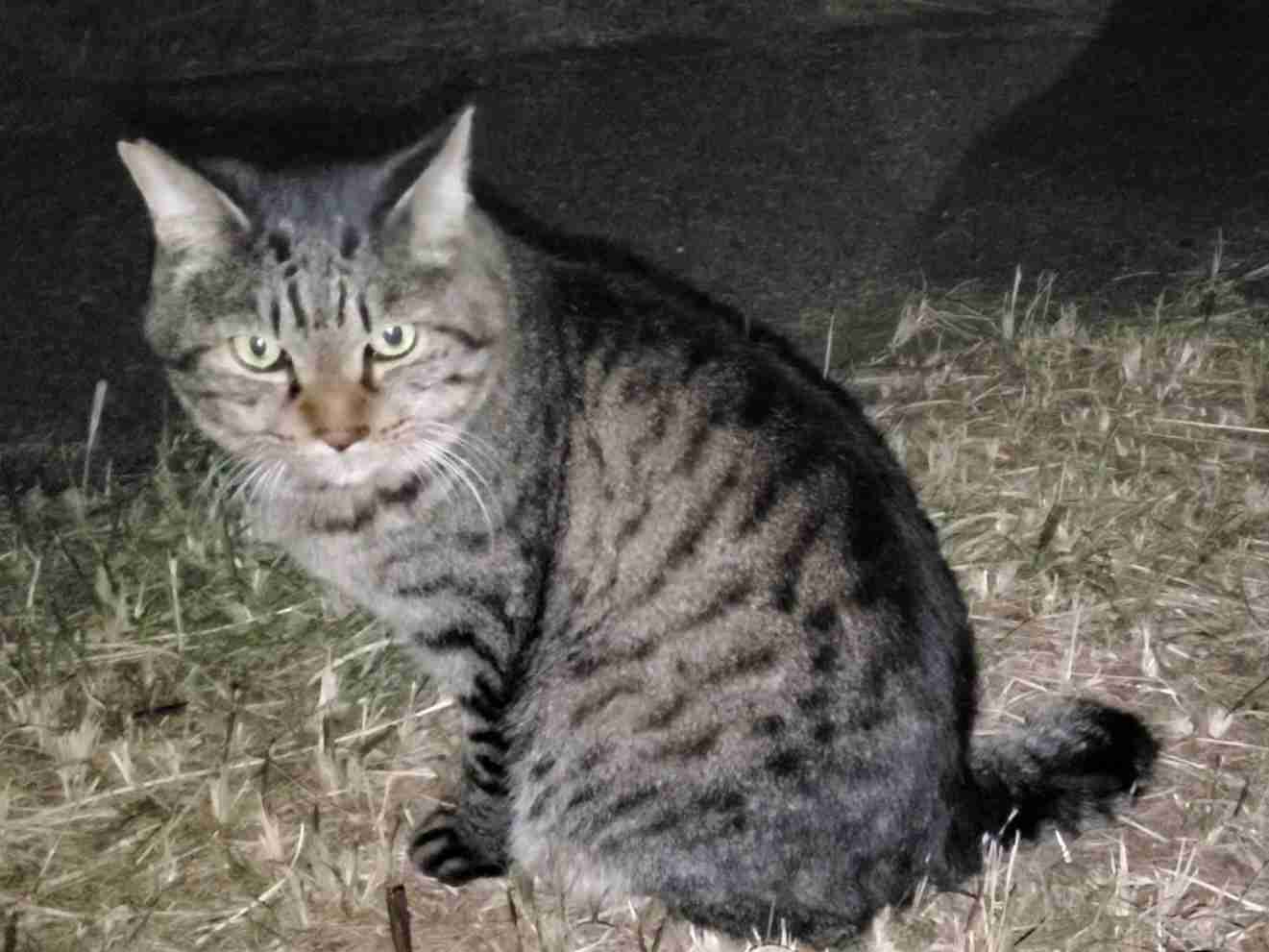 がるちゃん猫カフェ118号店開店しました♪(初めての方も大歓迎♪)