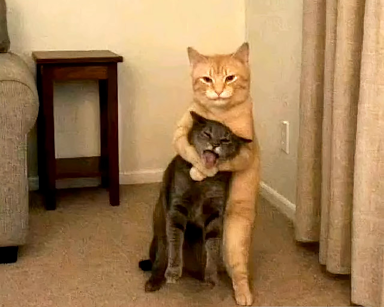 がるちゃん猫カフェ118号店開店しました♪(初めての方も大歓迎♪)