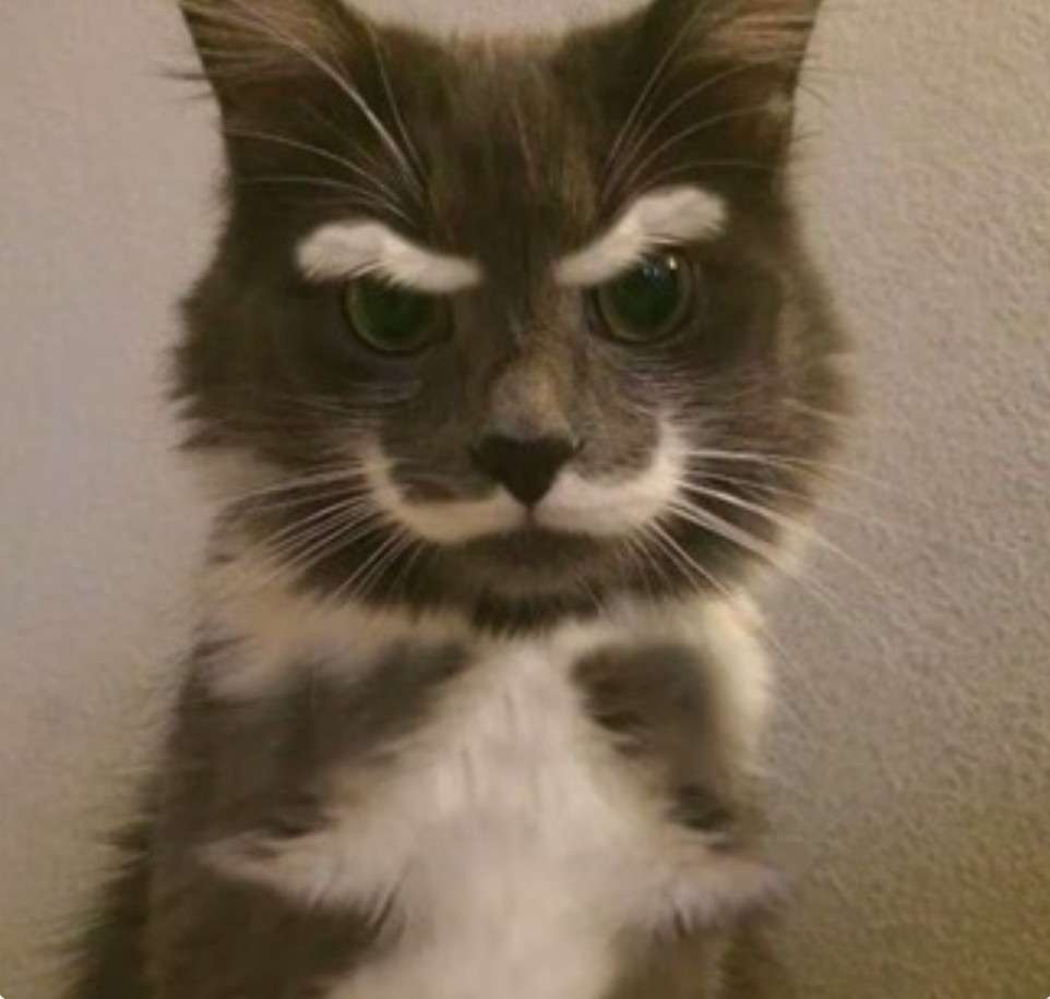 がるちゃん猫カフェ118号店開店しました♪(初めての方も大歓迎♪)