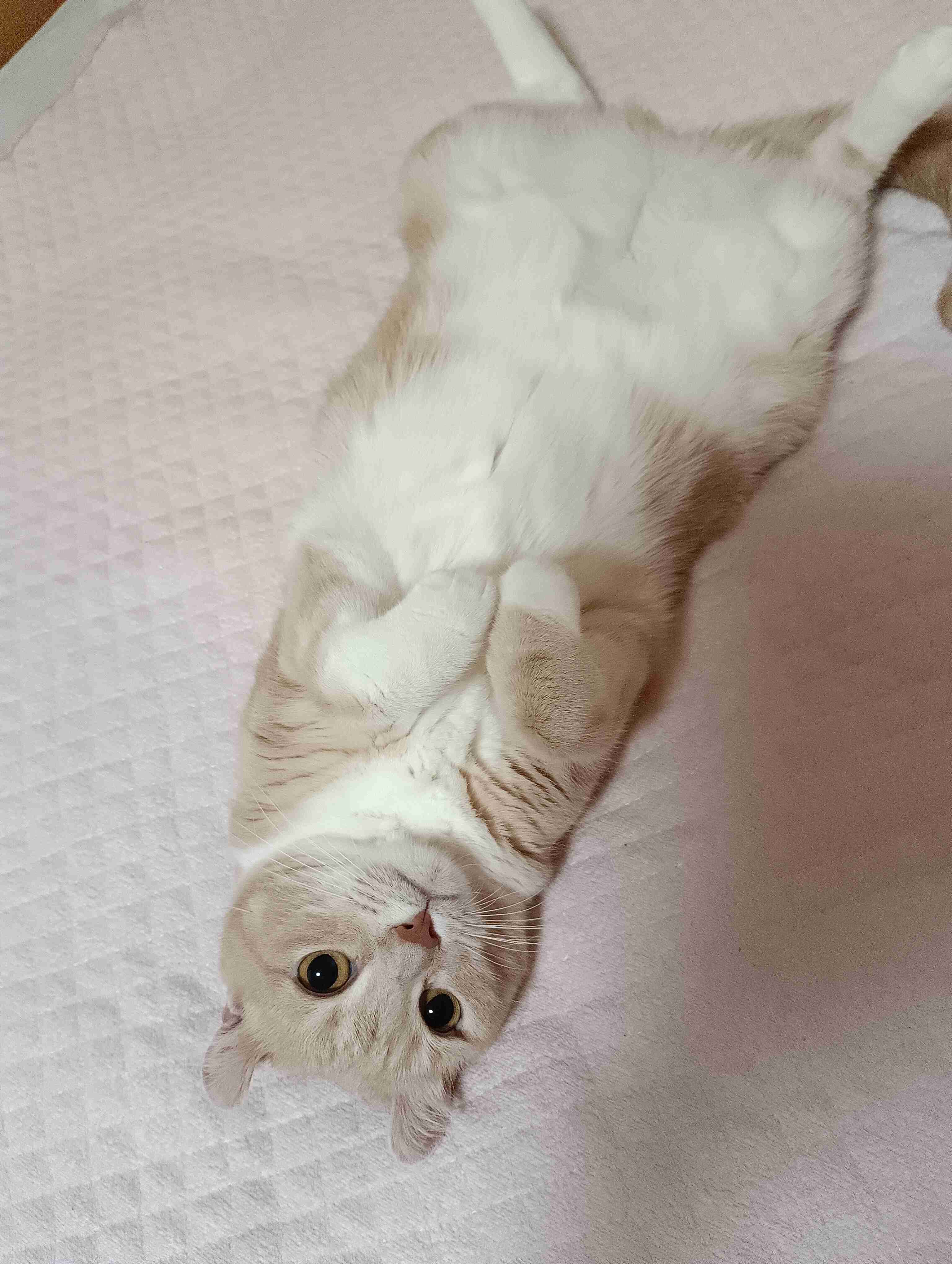 がるちゃん猫カフェ118号店開店しました♪(初めての方も大歓迎♪)