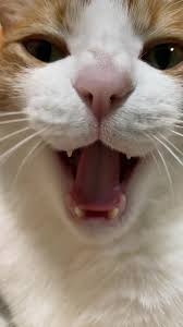 がるちゃん猫カフェ118号店開店しました♪(初めての方も大歓迎♪)