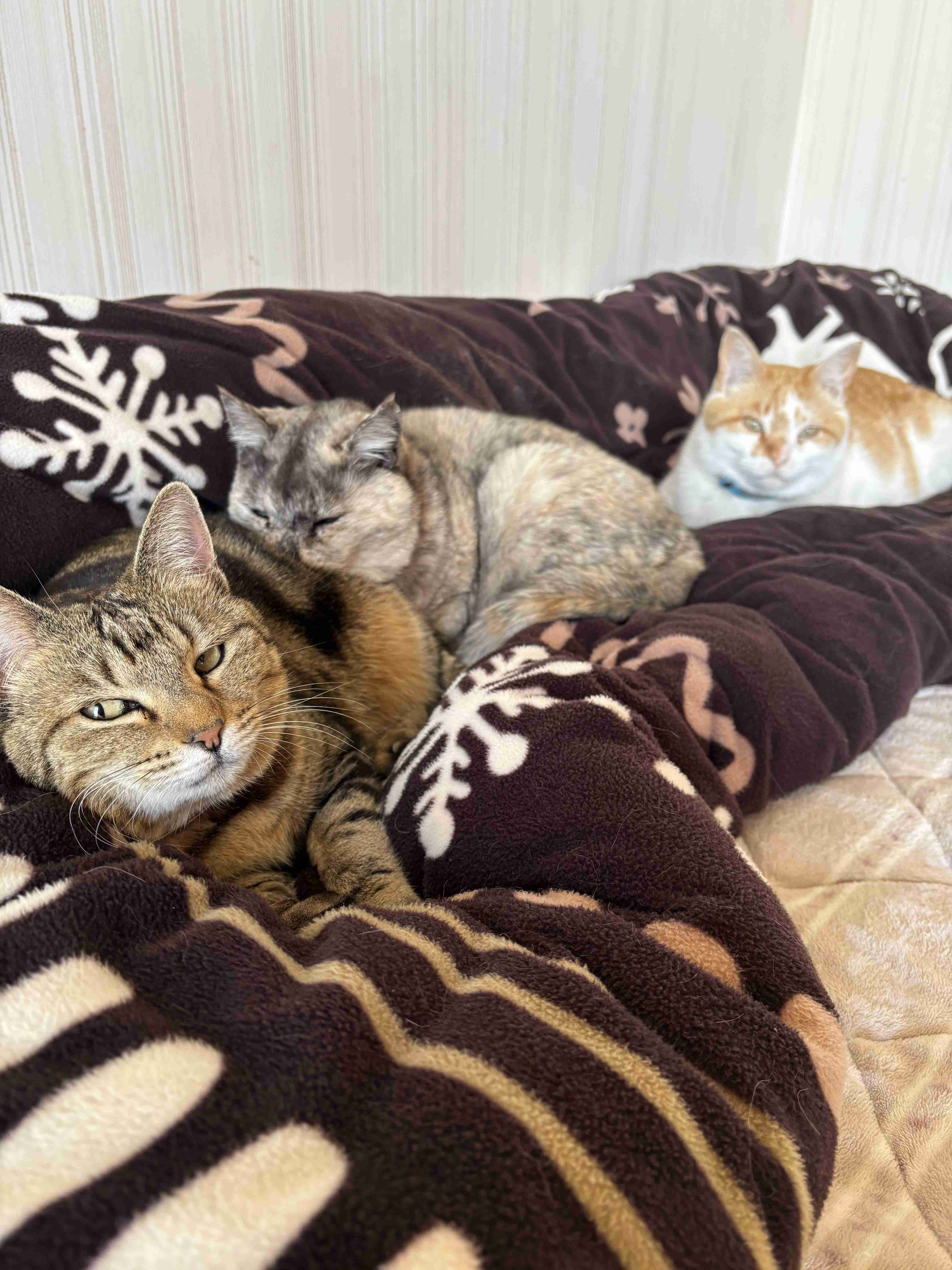 がるちゃん猫カフェ118号店開店しました♪(初めての方も大歓迎♪)