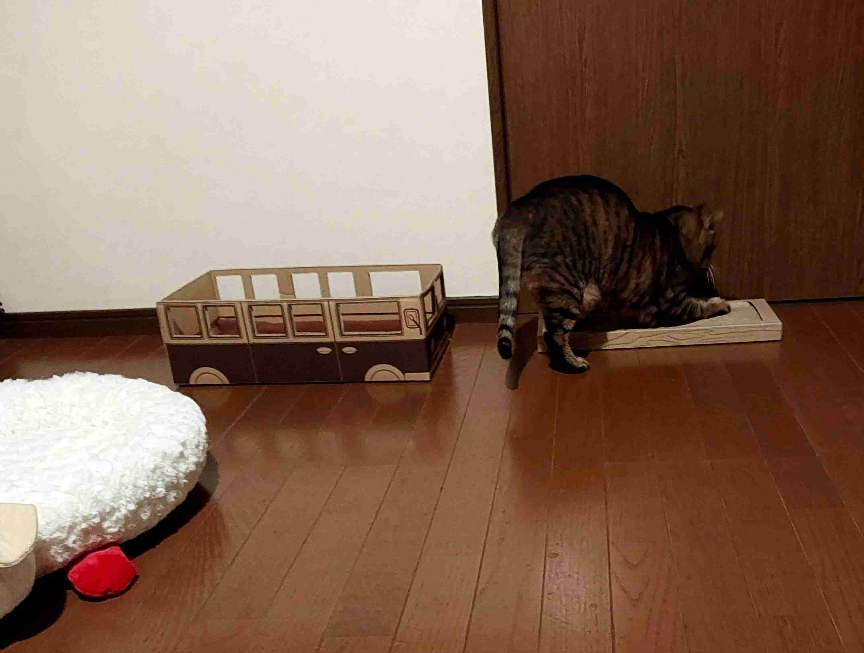 がるちゃん猫カフェ118号店開店しました♪(初めての方も大歓迎♪)