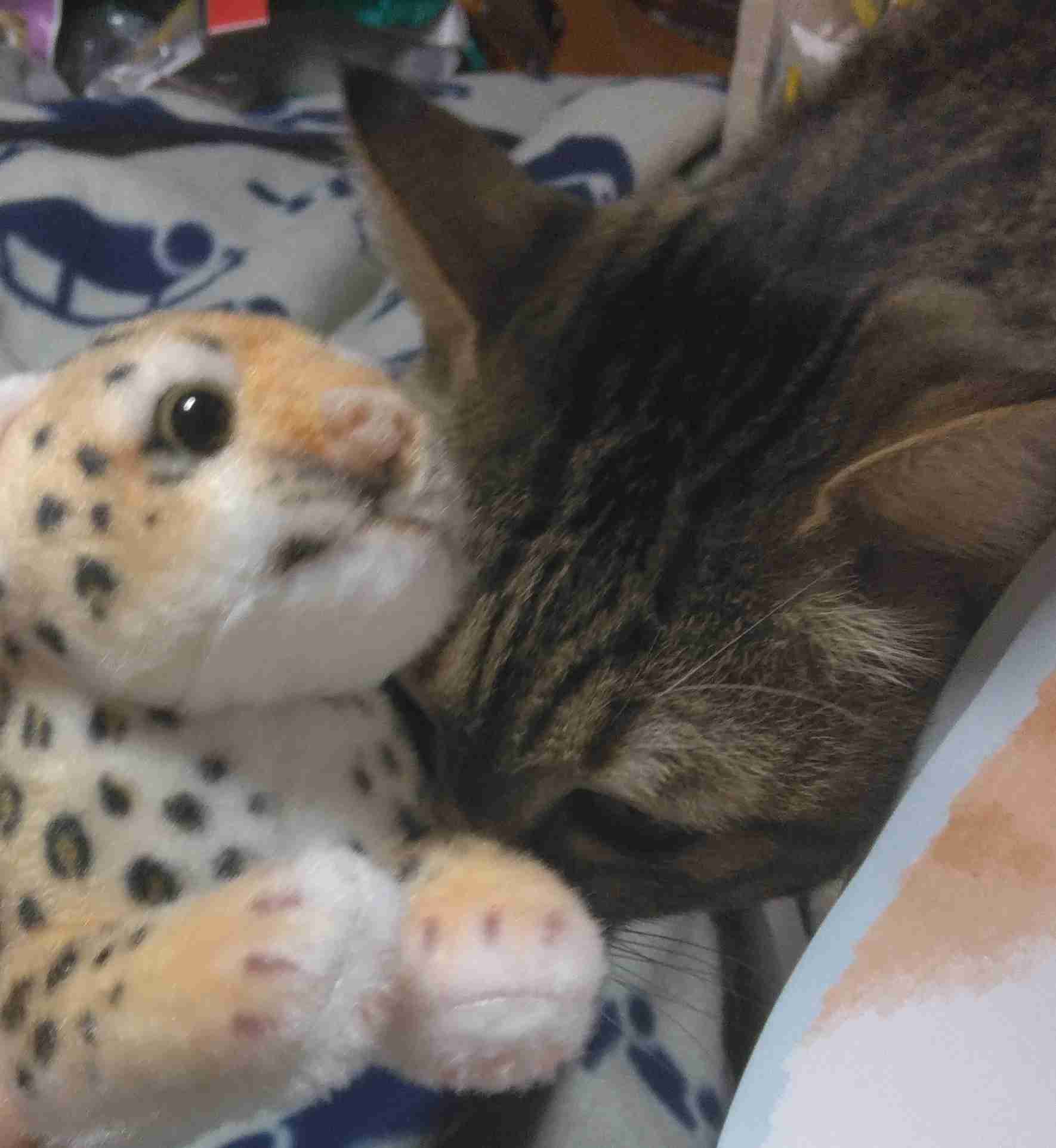 がるちゃん猫カフェ118号店開店しました♪(初めての方も大歓迎♪)