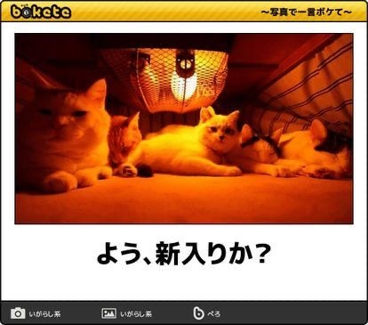 がるちゃん猫カフェ118号店開店しました♪(初めての方も大歓迎♪)