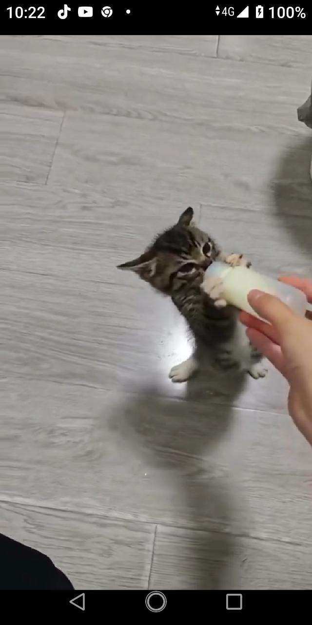 がるちゃん猫カフェ118号店開店しました♪(初めての方も大歓迎♪)