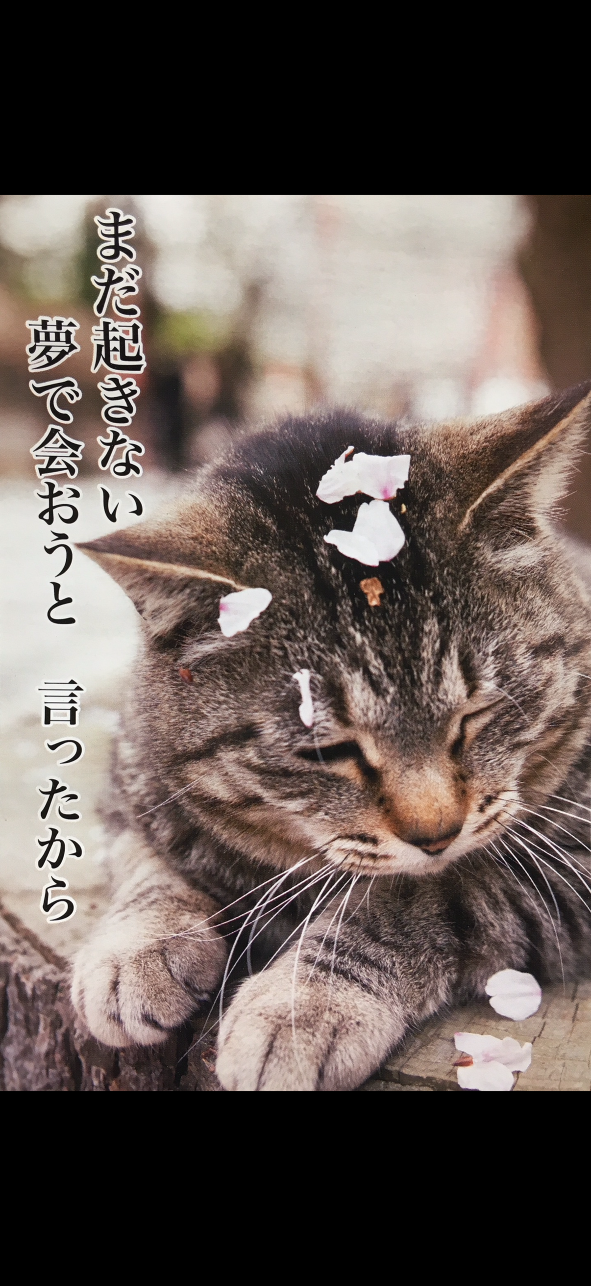 がるちゃん猫カフェ118号店開店しました♪(初めての方も大歓迎♪)