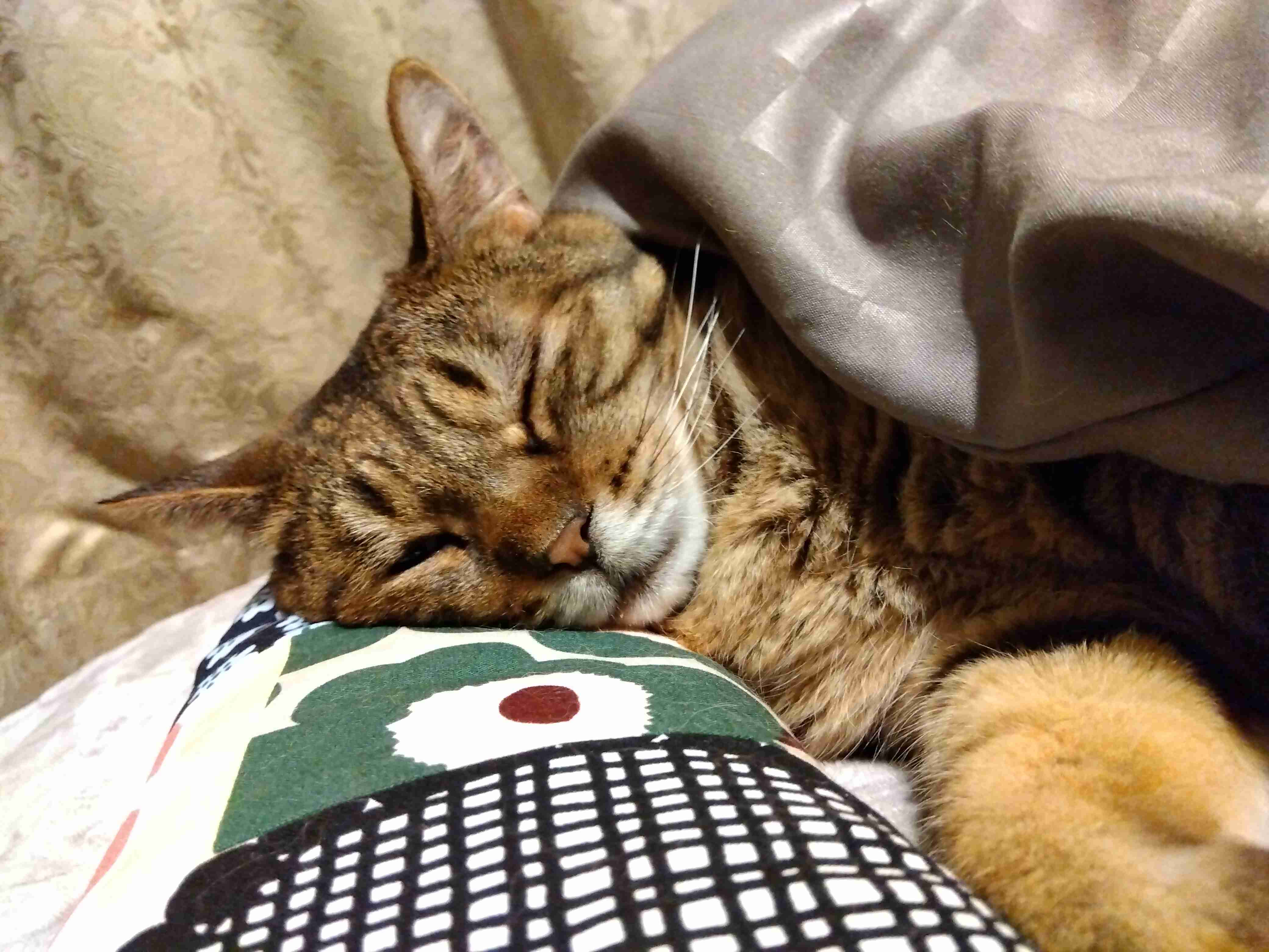 がるちゃん猫カフェ118号店開店しました♪(初めての方も大歓迎♪)