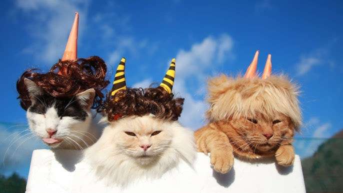 がるちゃん猫カフェ118号店開店しました♪(初めての方も大歓迎♪)