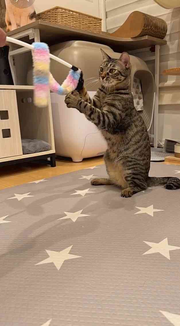 がるちゃん猫カフェ118号店開店しました♪(初めての方も大歓迎♪)