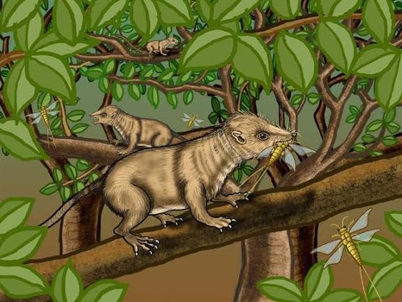 朝ドラの時代物で取り上げてほしい時代