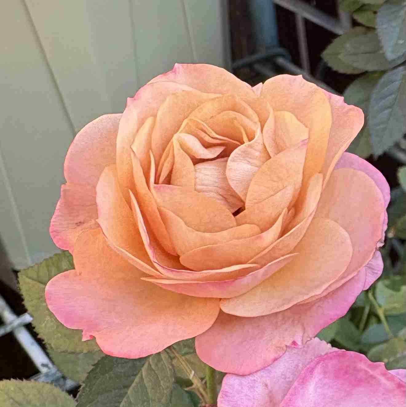 【ガーデニング】ガルちゃん園芸部【花・植物】part.52