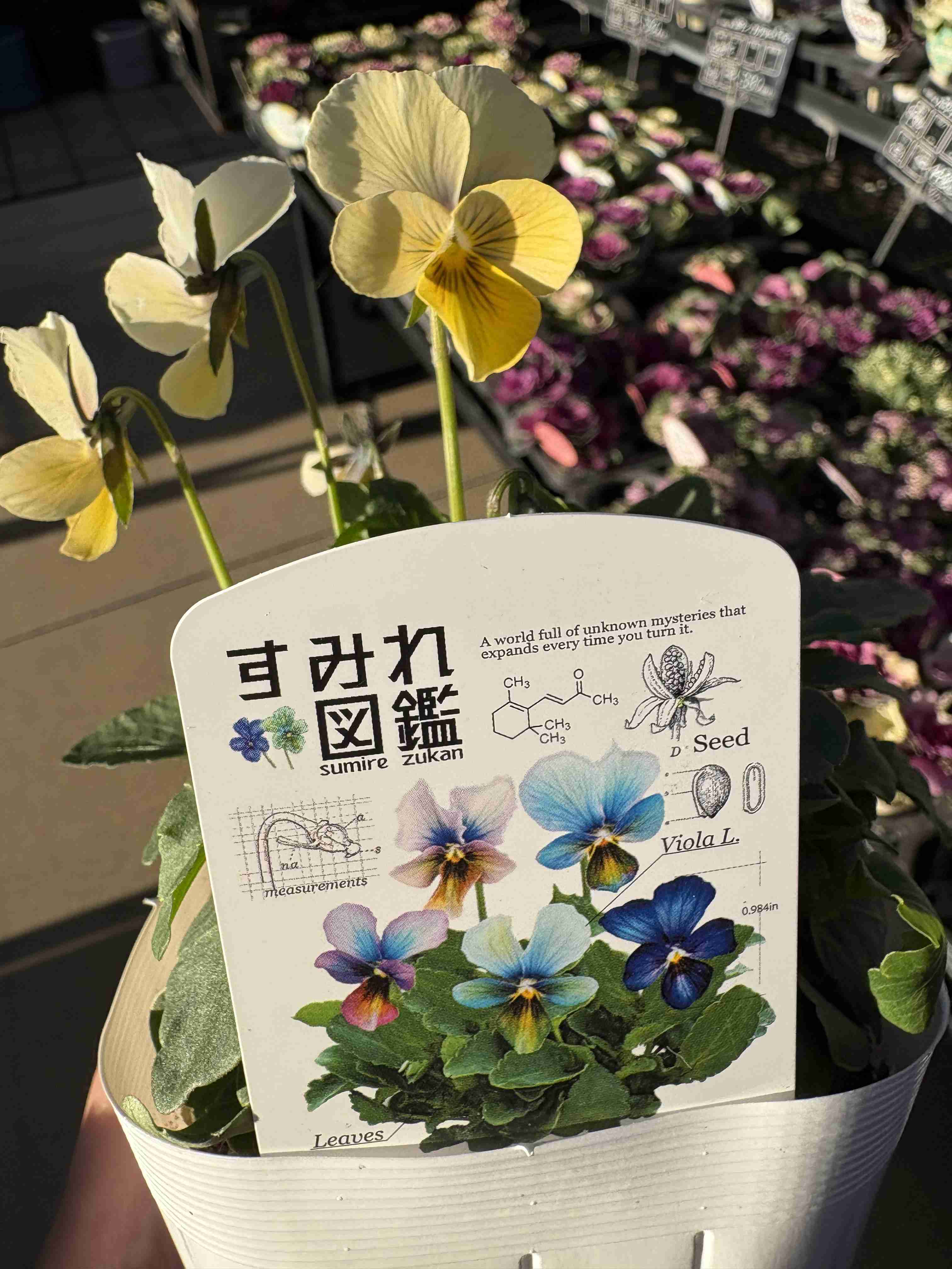 【ガーデニング】ガルちゃん園芸部【花・植物】part.52