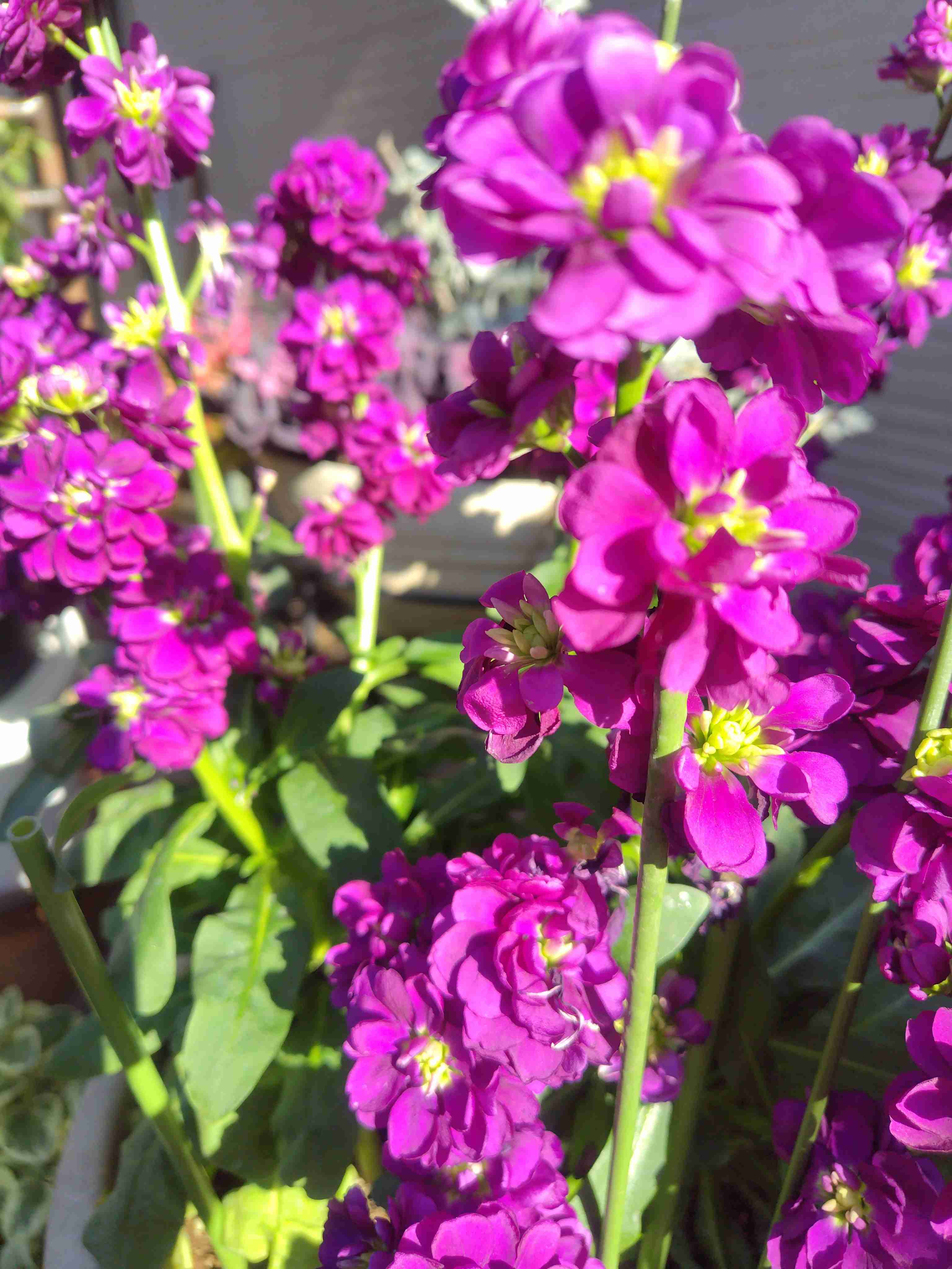 【ガーデニング】ガルちゃん園芸部【花・植物】part.52