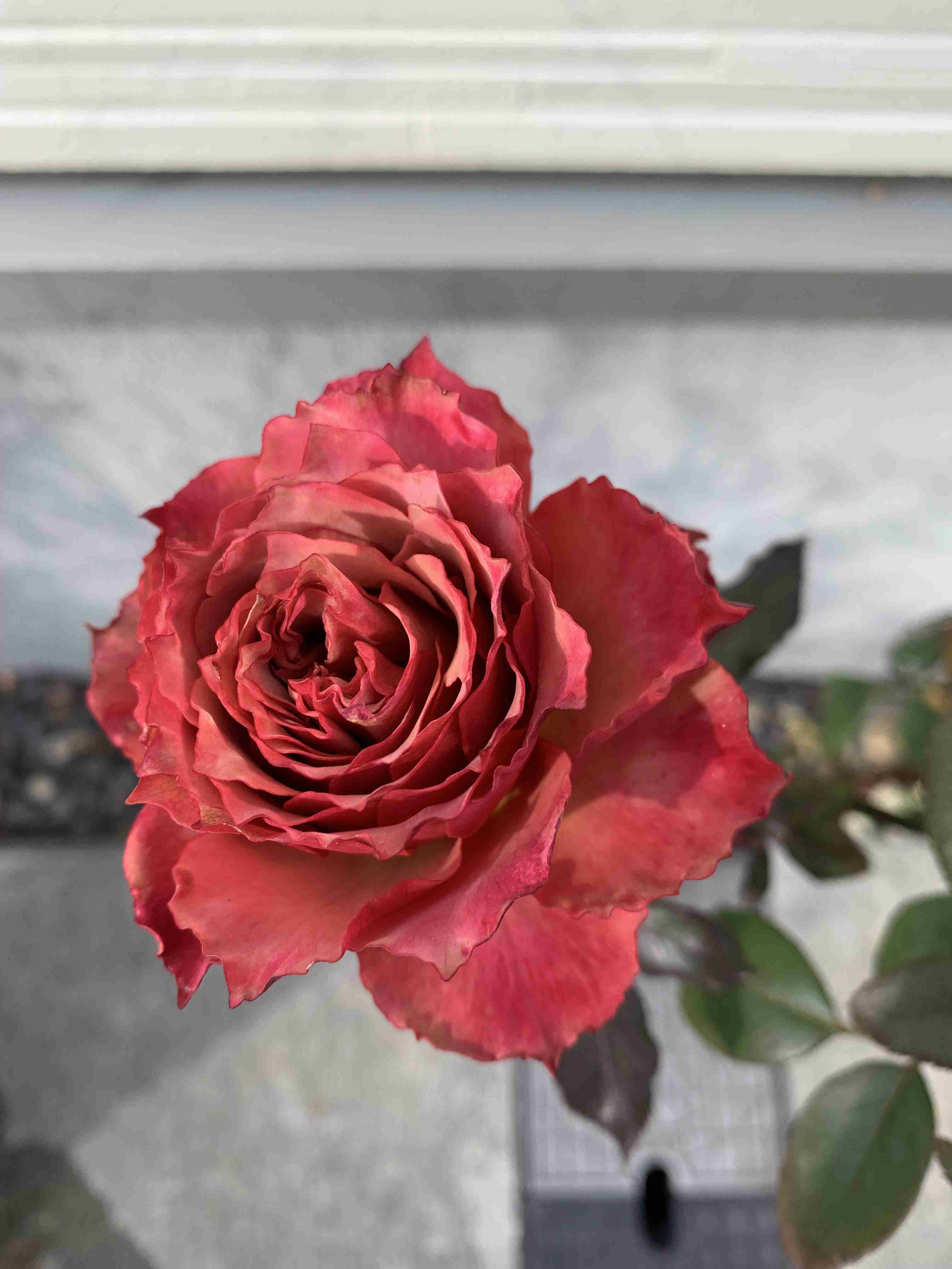 【ガーデニング】ガルちゃん園芸部【花・植物】part.52