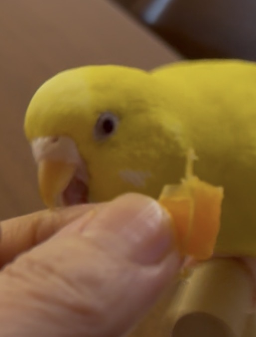 ペットへのお願い