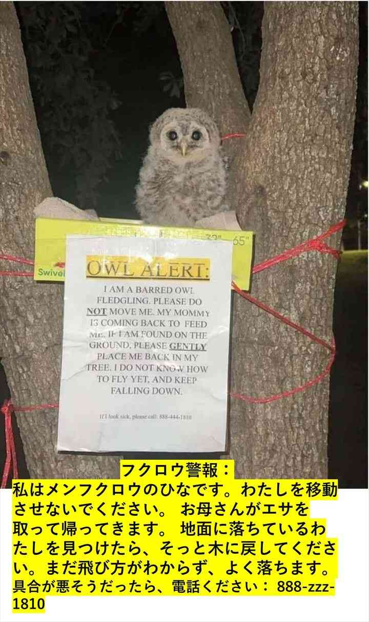 ドアも窓も閉まっていた車の中に小さな侵入者。命がけで助けを求めたフクロウのSOS