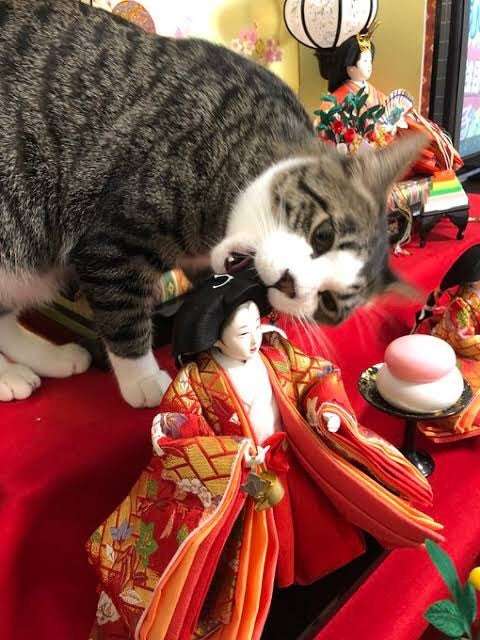 お雛様　しまう時期と婚期の遅れを答え合わせしたい