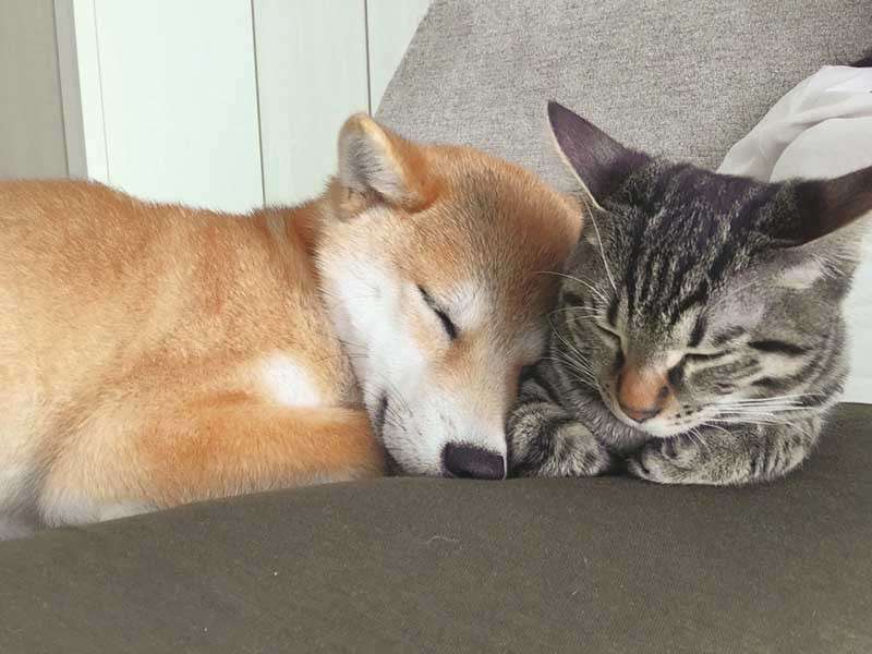 究極の選択　どっち派？