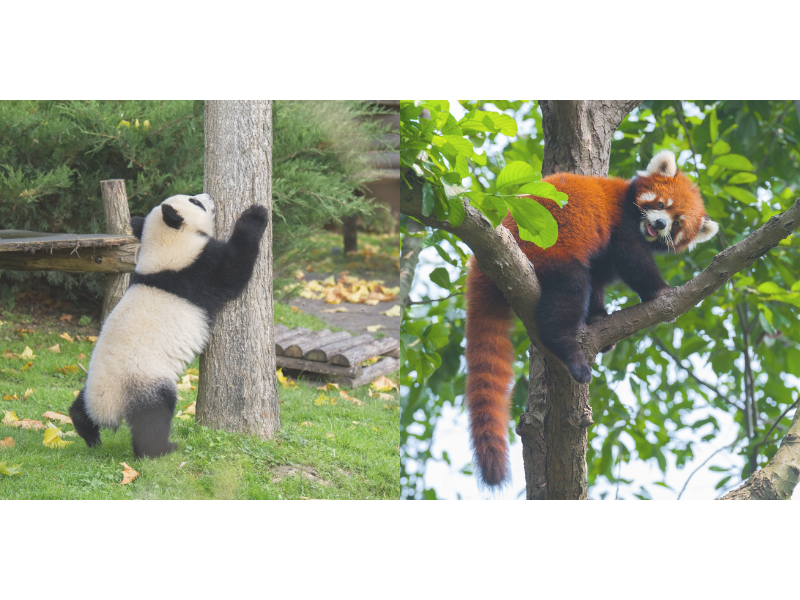 究極の選択　どっち派？