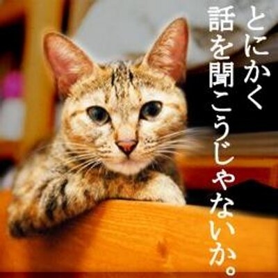 【猫】どっちが幸せ？【室内飼い・野良猫】