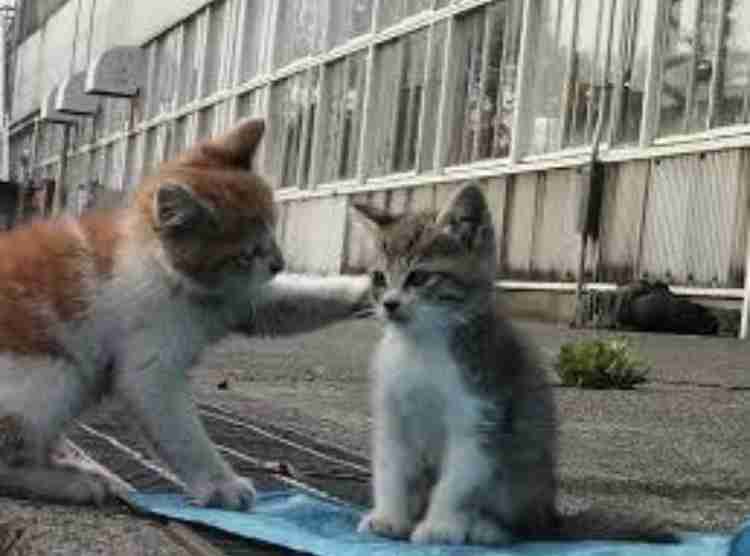 【猫】どっちが幸せ？【室内飼い・野良猫】