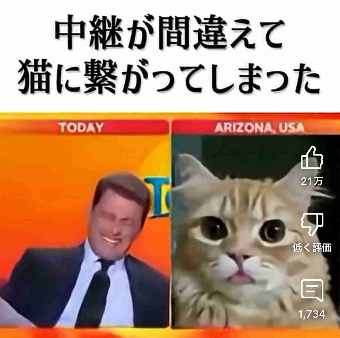 【猫】どっちが幸せ？【室内飼い・野良猫】