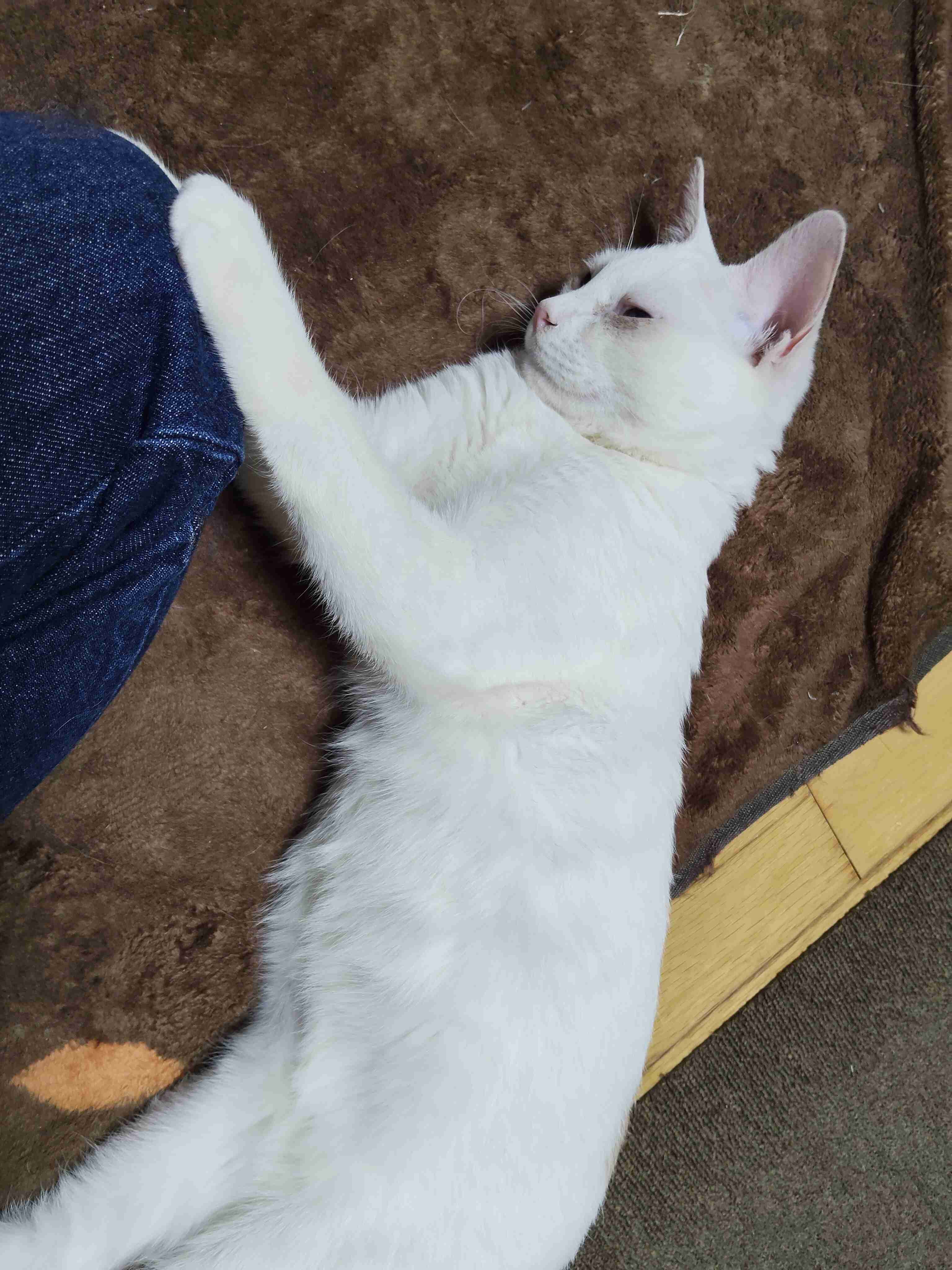 【猫】どっちが幸せ？【室内飼い・野良猫】