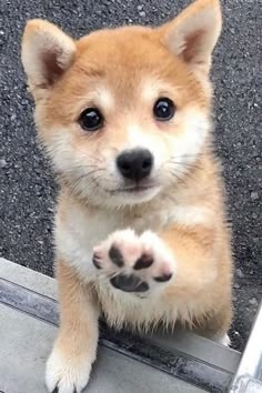 生まれ変わるなら犬？猫？誰の家の？