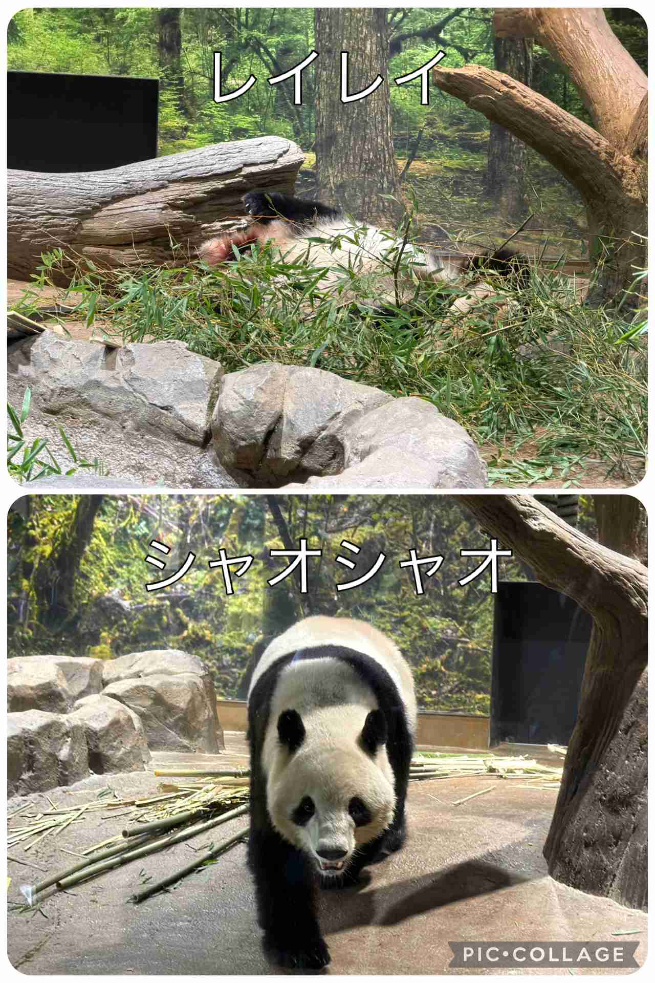 上野動物園の双子パンダ、きょうで見納め 観覧の抽選倍率は20倍超