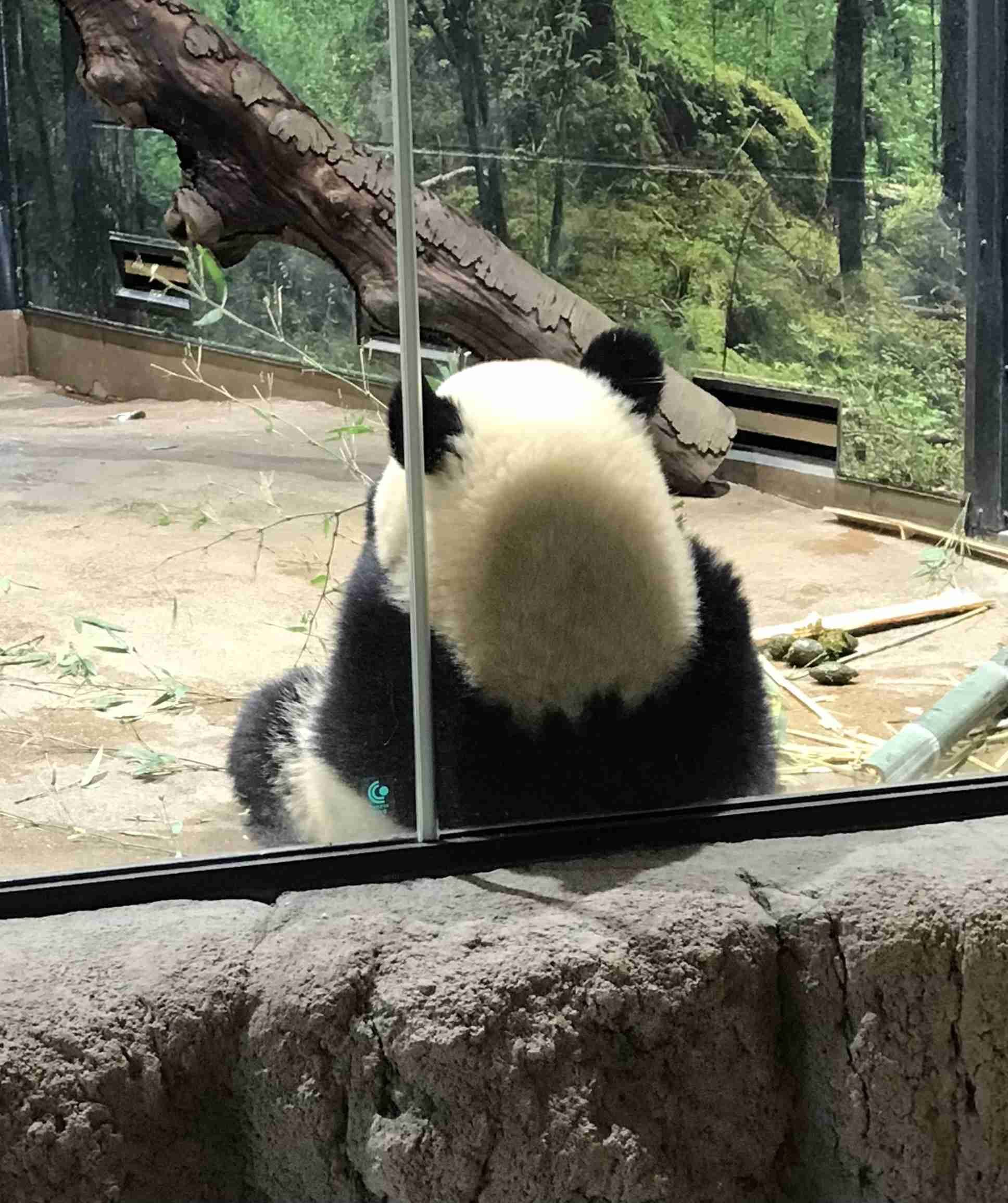 上野動物園の双子パンダ、きょうで見納め 観覧の抽選倍率は20倍超