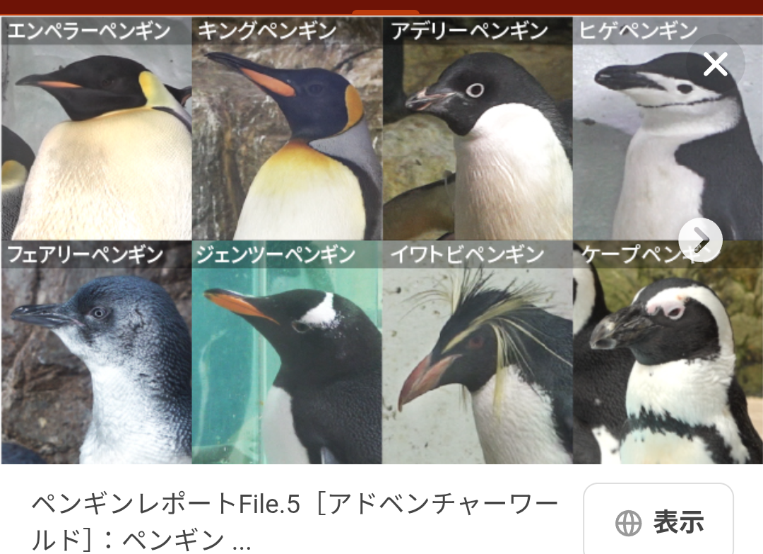 ペンギンの赤ちゃんも“イヤイヤ期”？…アドベンチャーワールド公式Xに投稿された飼育員とのやり取りにSNSもん絶「ペンギンだとかわいい笑」「最強」