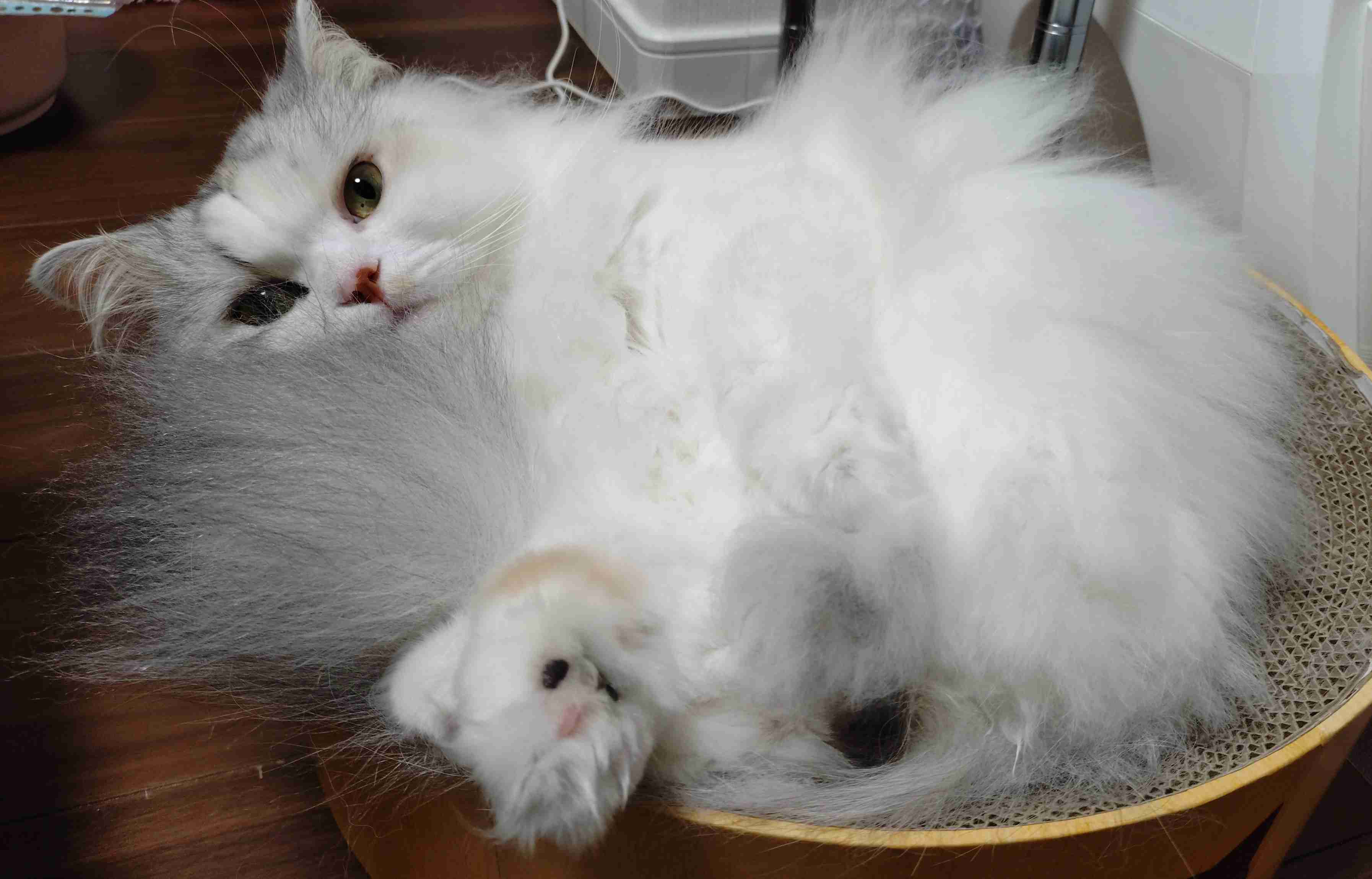 長毛猫飼ってる方