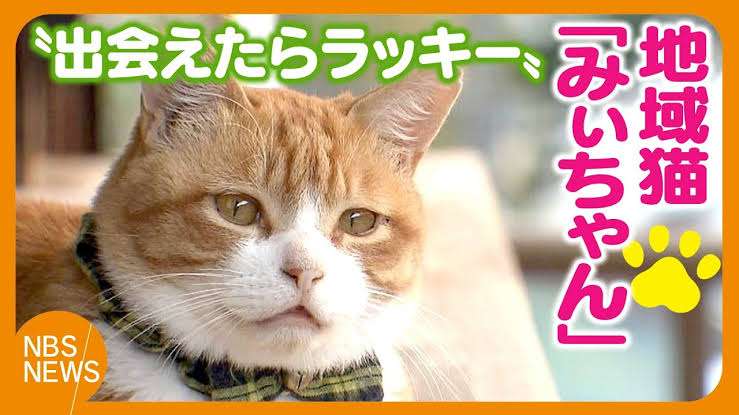 3代目の三毛猫駅長デビュー 旅立った「ニタマ」の後任 和歌山