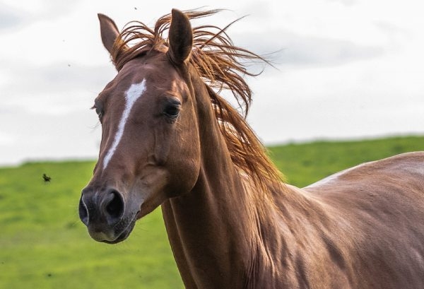 【ネタ】馬の鳴き声を書くと誰かが略してくれるトピ