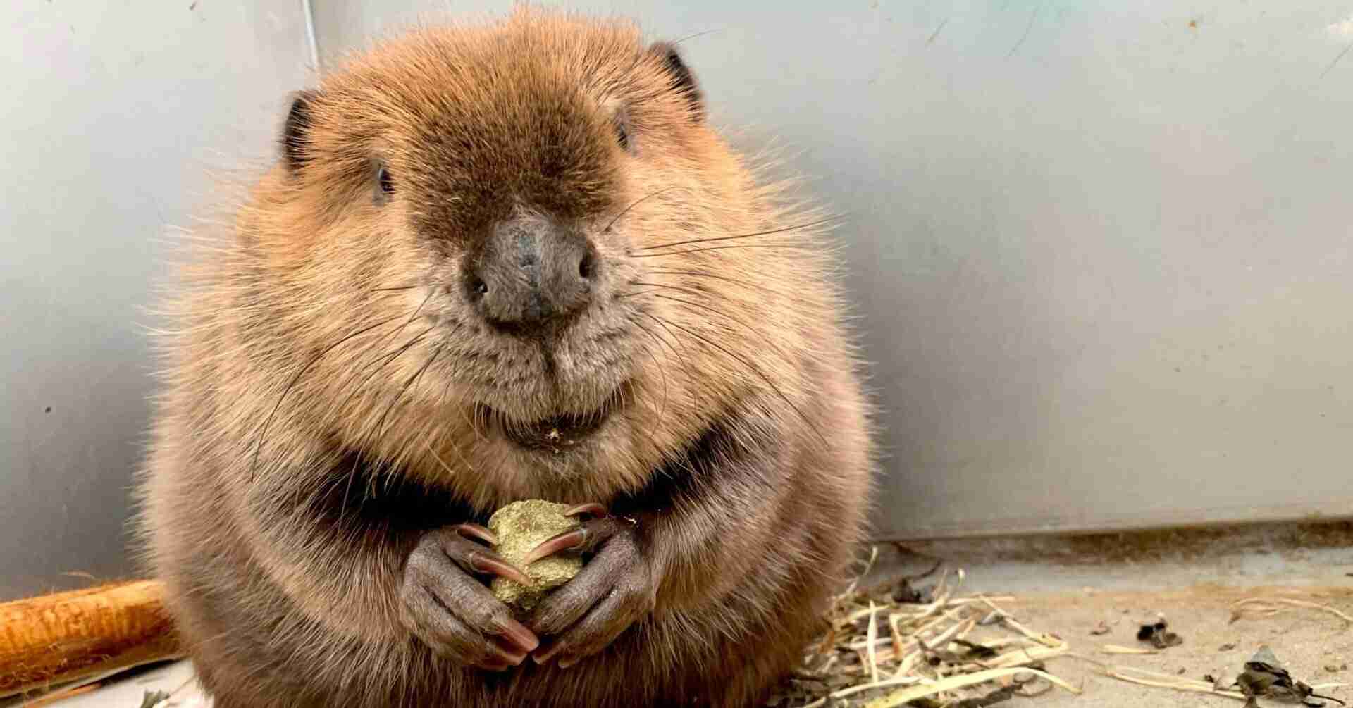 自分を物や動物に例えると、なんて言われたことある?