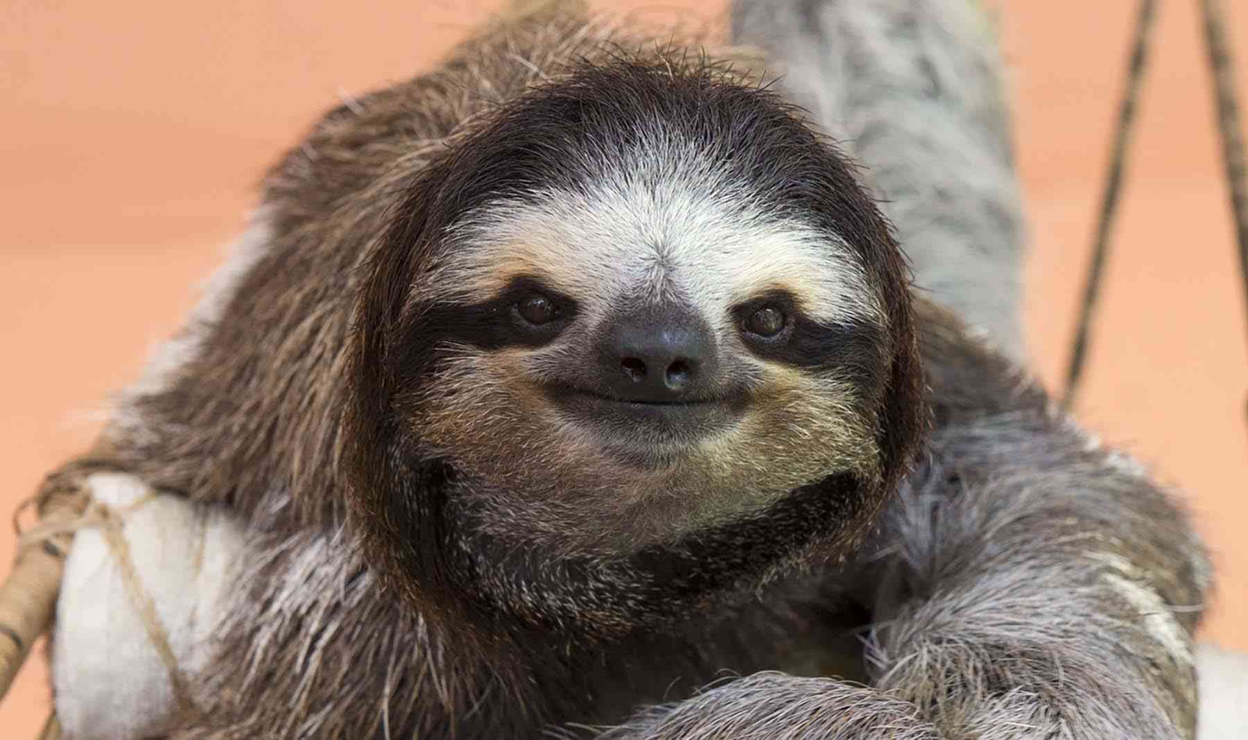 自分を物や動物に例えると、なんて言われたことある?