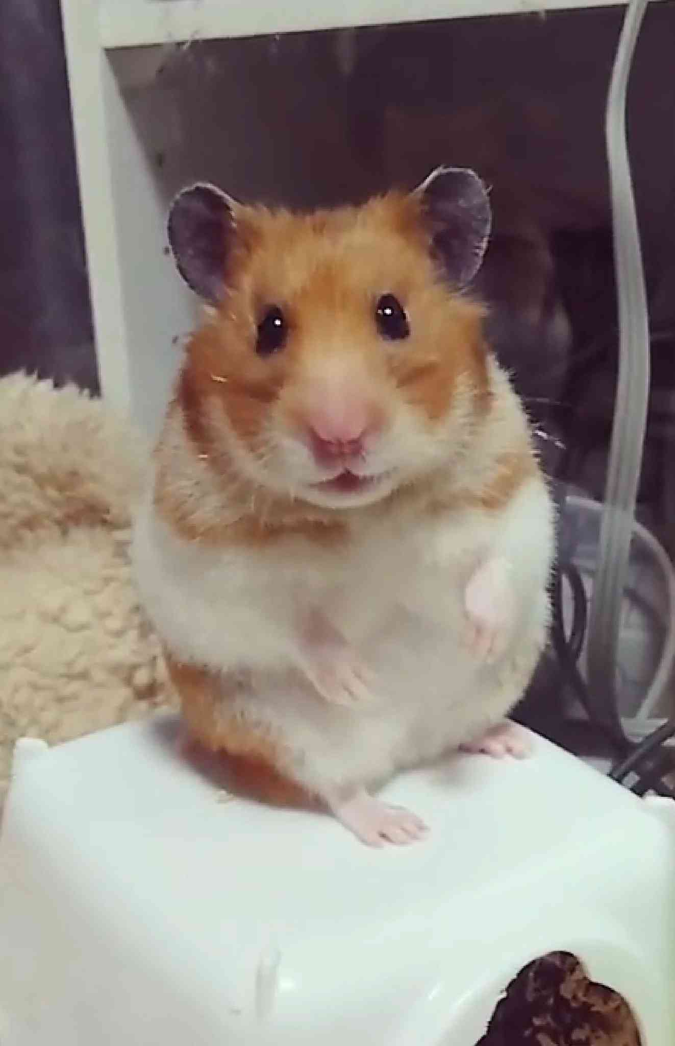 【芸能人】パッと見なんとなく似てる選手権 Part3