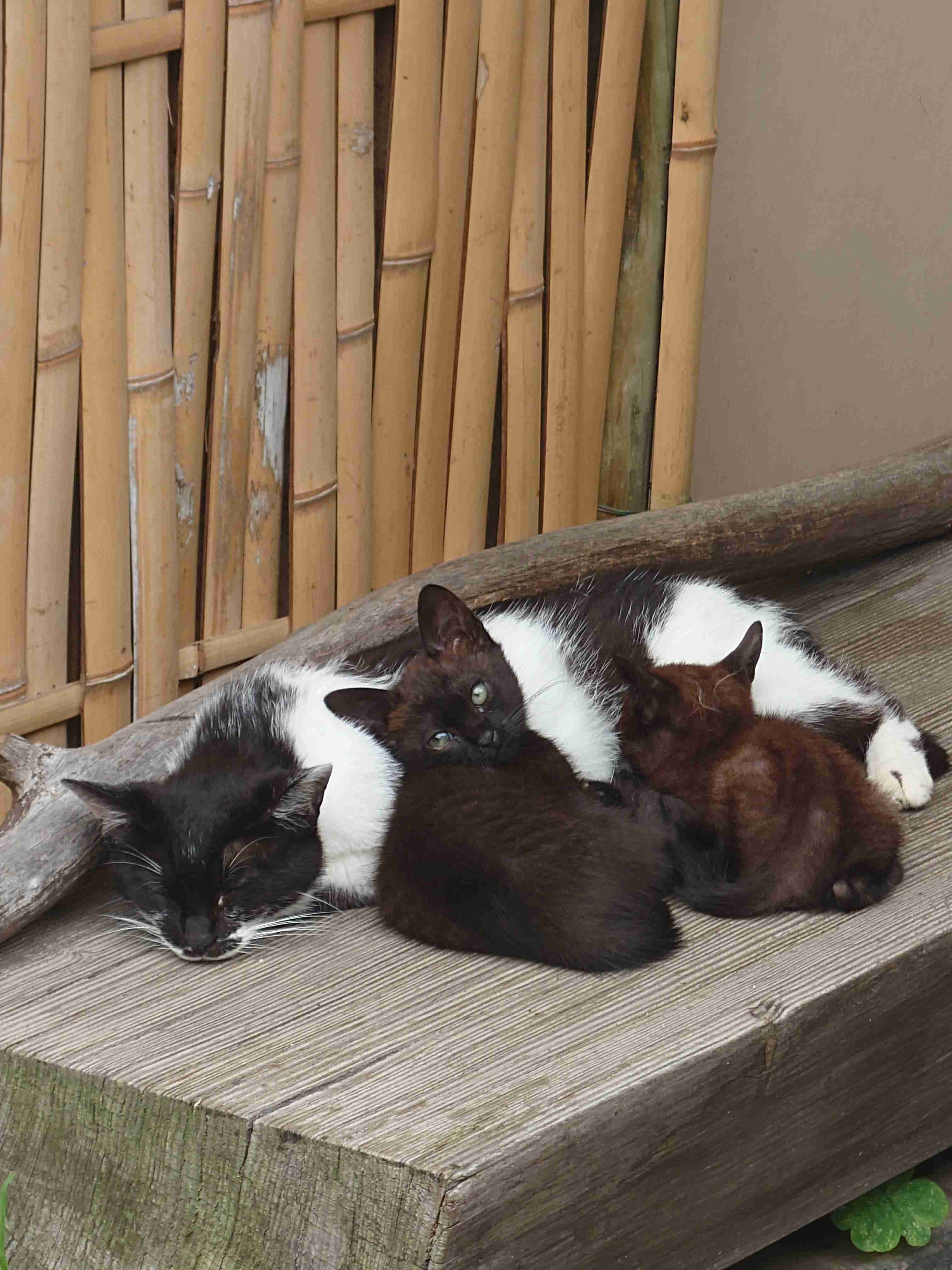 猫の集会を見た事ありますか？