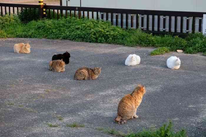 猫の集会を見た事ありますか？