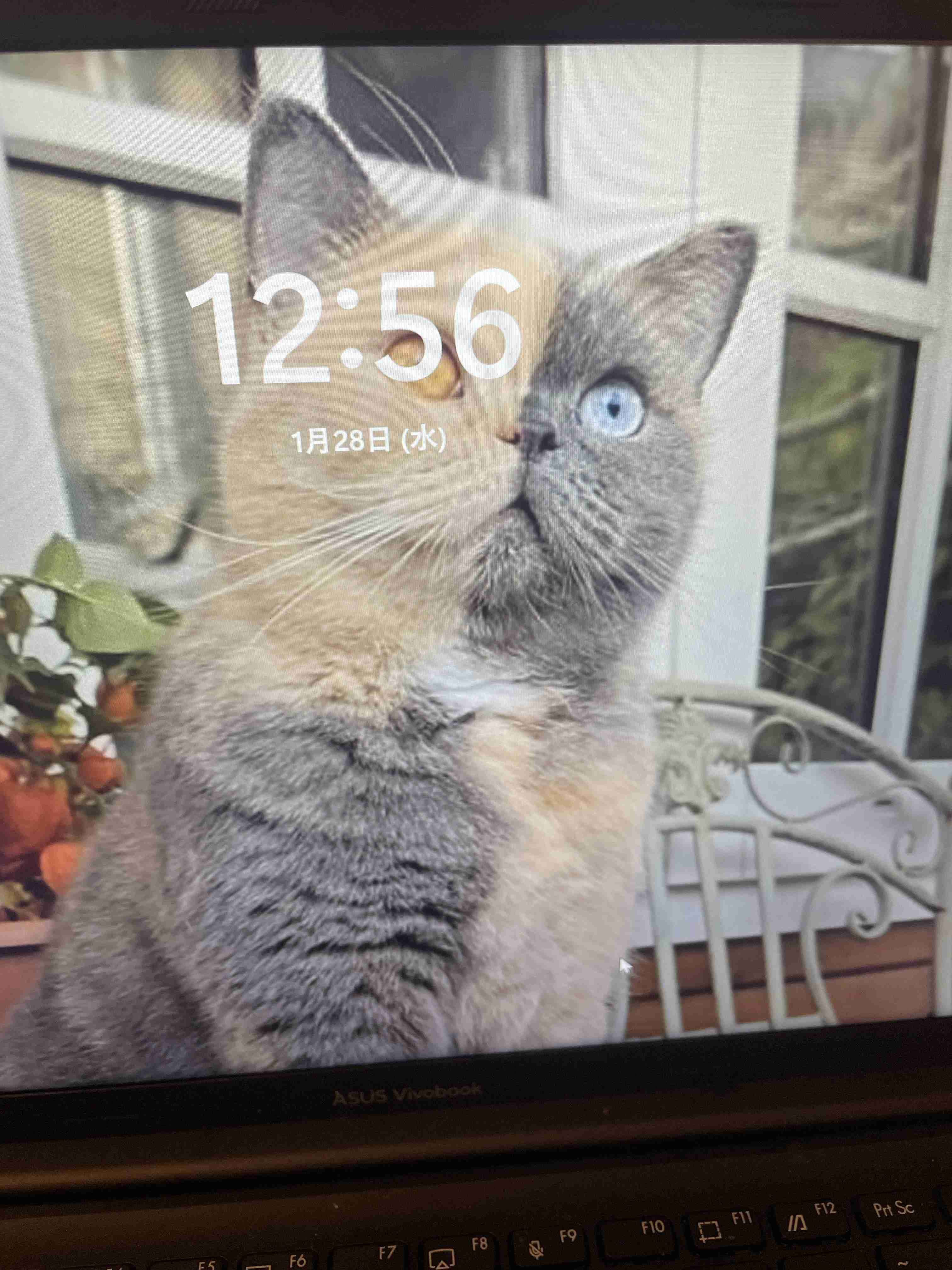 オッドアイの画像