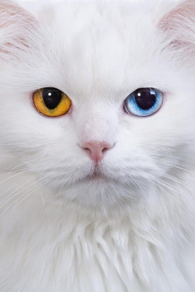 オッドアイの画像