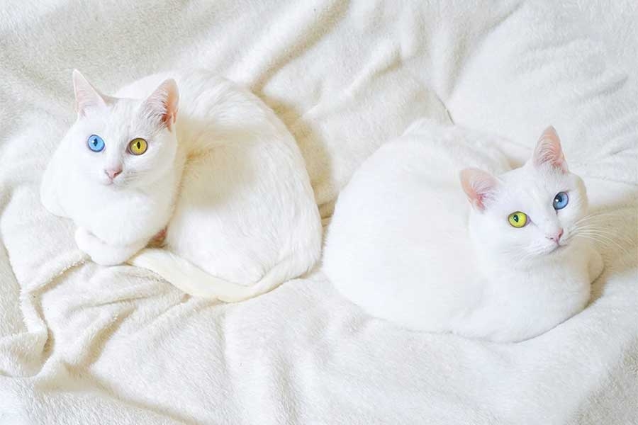 オッドアイの画像