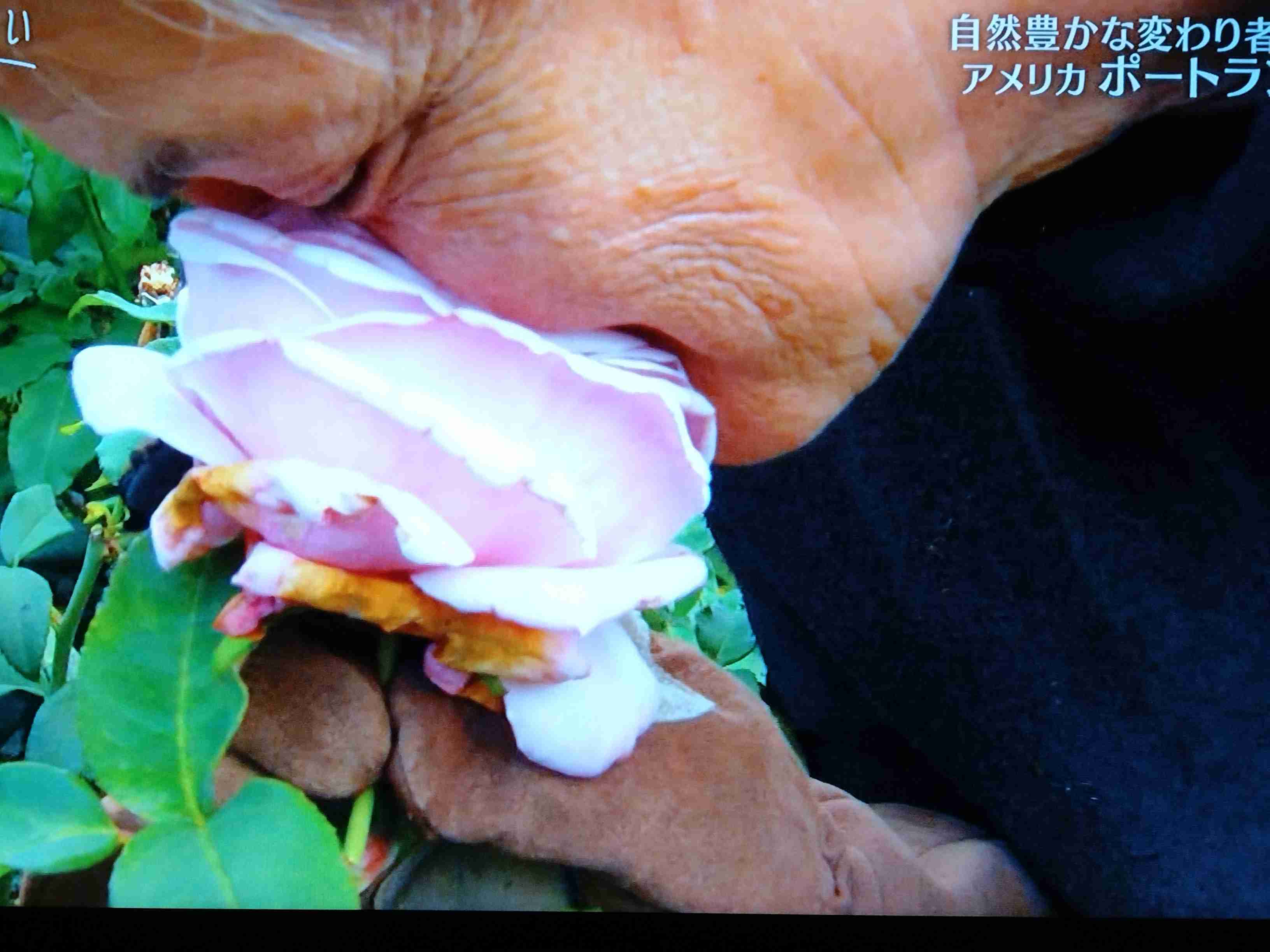 【ガーデニング】ガルちゃん園芸部【花・植物】part.53