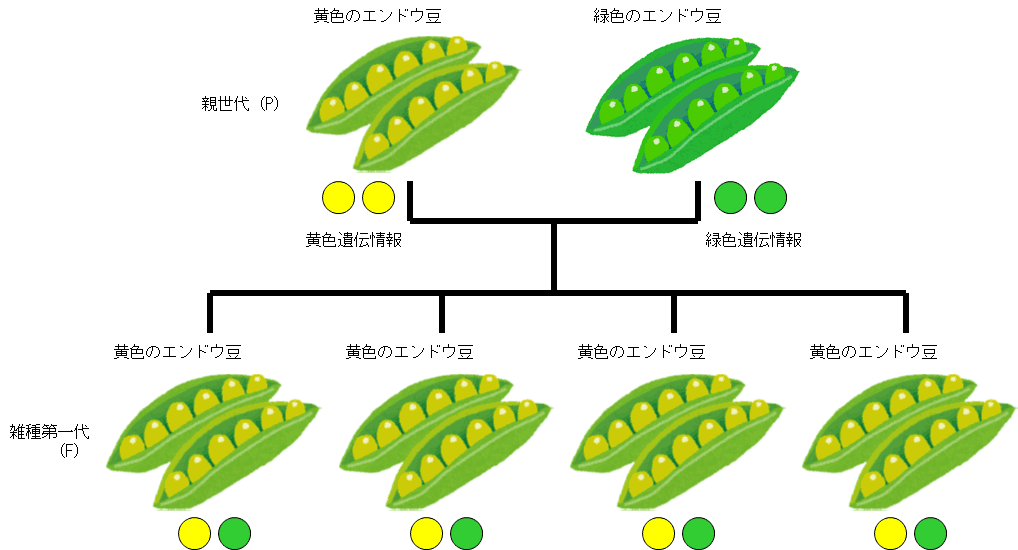 頭って遺伝の要素が強いよね