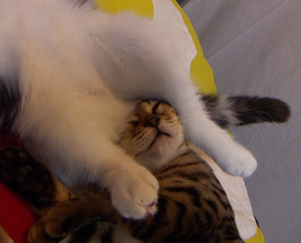 些細な疑問を書くと親切なガル民が教えてくれるトピ