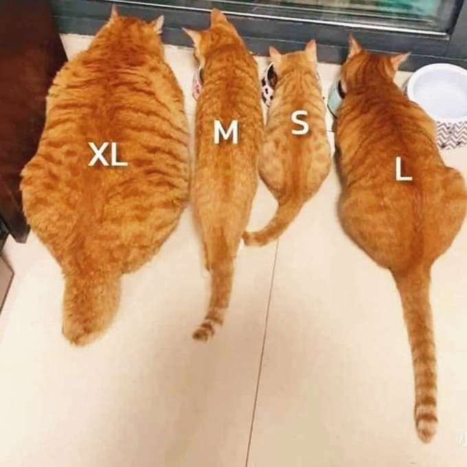 猫飼いさんに質問