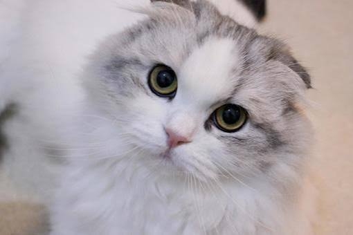 猫飼いさんに質問