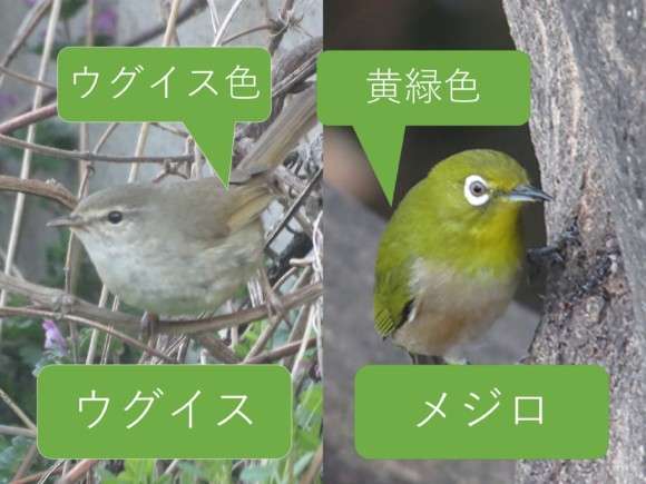 選挙のウグイス嬢経験者