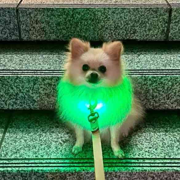 闇の歩行者と犬が怖い【光ってほしい】